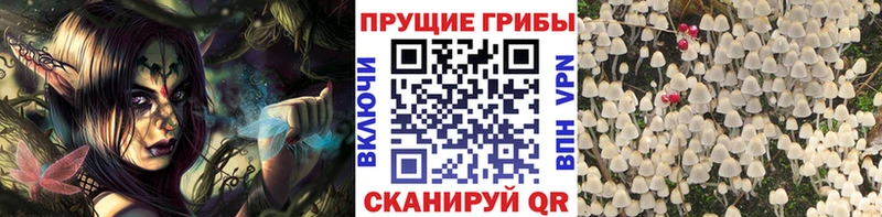 купить наркоту  Электроугли  Галлюциногенные грибы Psilocybe 